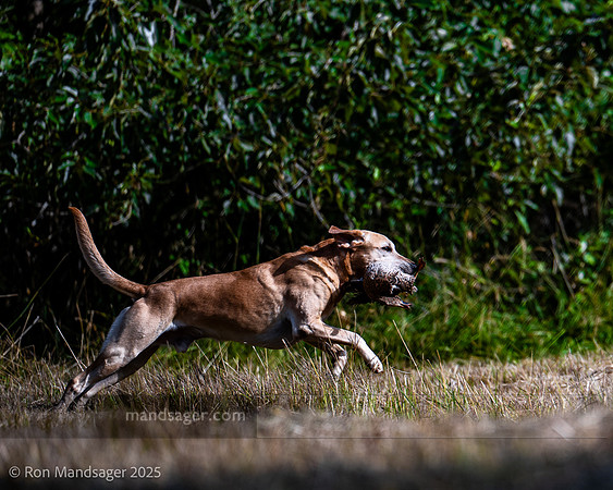Master Hunt Test GPNWHRC 250719 _OZ81506