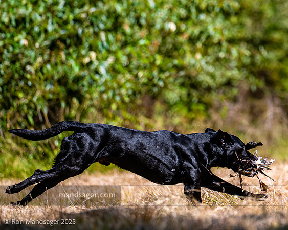 Master Hunt Test GPNWHRC 250719 _OZ81944