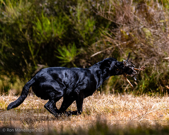 Master Hunt Test GPNWHRC 250719 _OZ81955