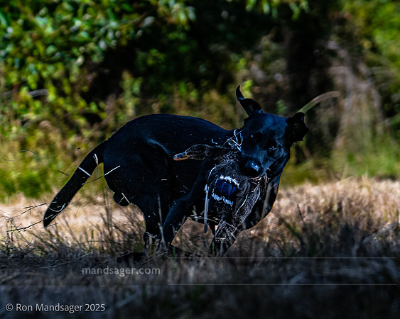 Master Hunt Test GPNWHRC 250719 _OZ81218